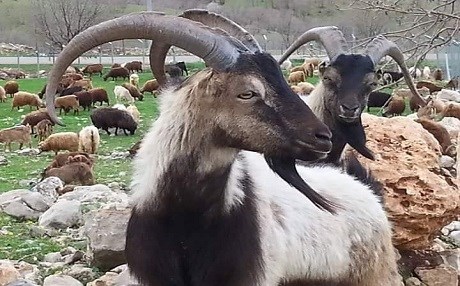 Ajeldarekî kurd curekî nû yê pezkoviyan xwedî dike