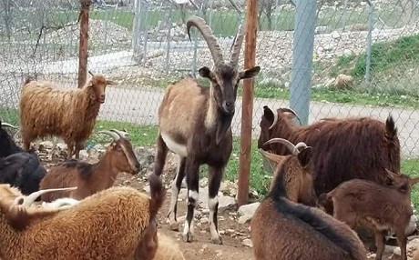 Yeni yaban keçisi türü yetiştirdi