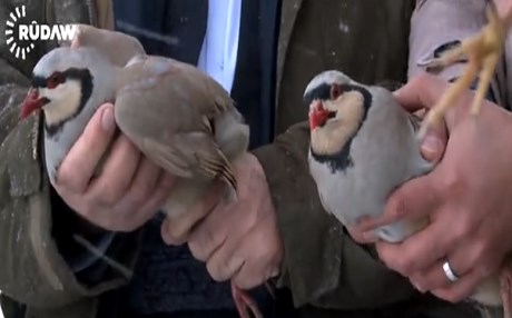 Av ruhsatına ‘keklik’ şartı