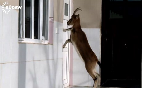 VİDEO - Barzan’ın evcilleşen dağ keçileri