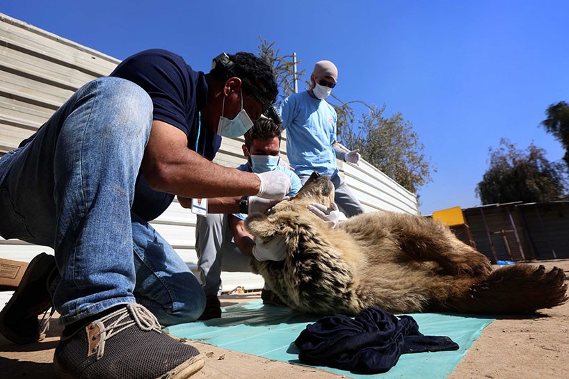 لە موسڵ کۆتری مردارەوەبوو دەدرێتە شێر