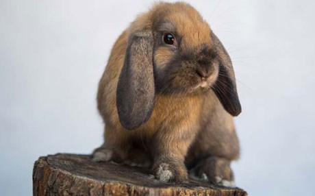 ژنێك بە كەروێشك منداڵەكانی بەخێودەكات