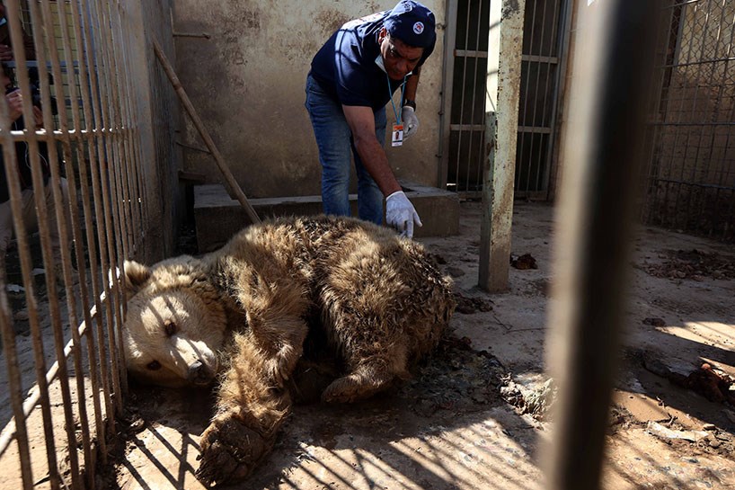 FOTO - Musul'un hayvanat bahçesi