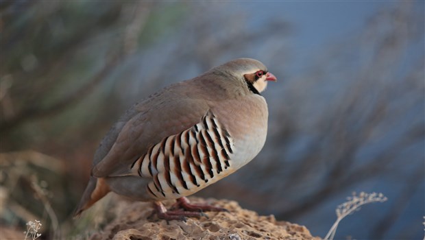 Kevok  / photograph: Ahmet Mutlu