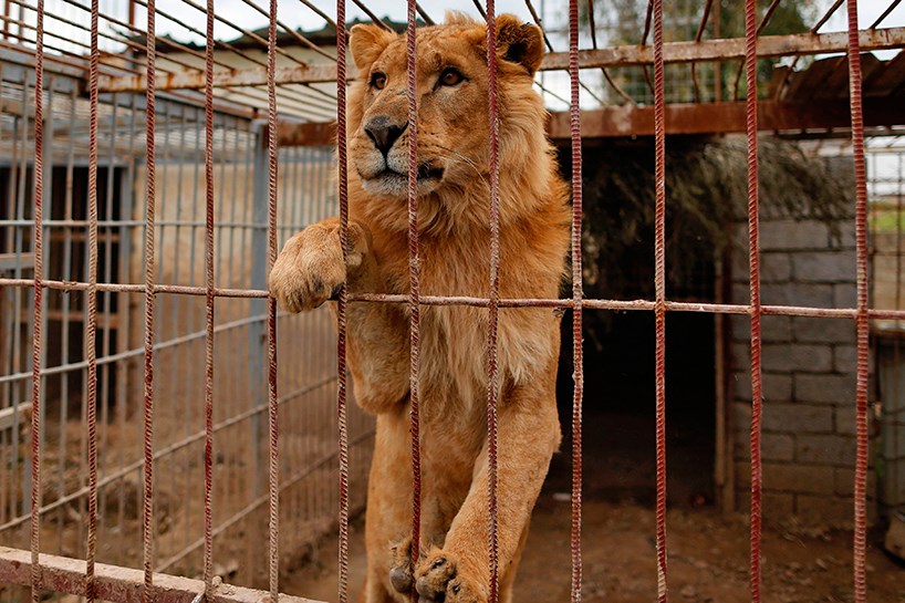 شێر و ورچەکانی موسڵ دەهێنرێنە هەولێر