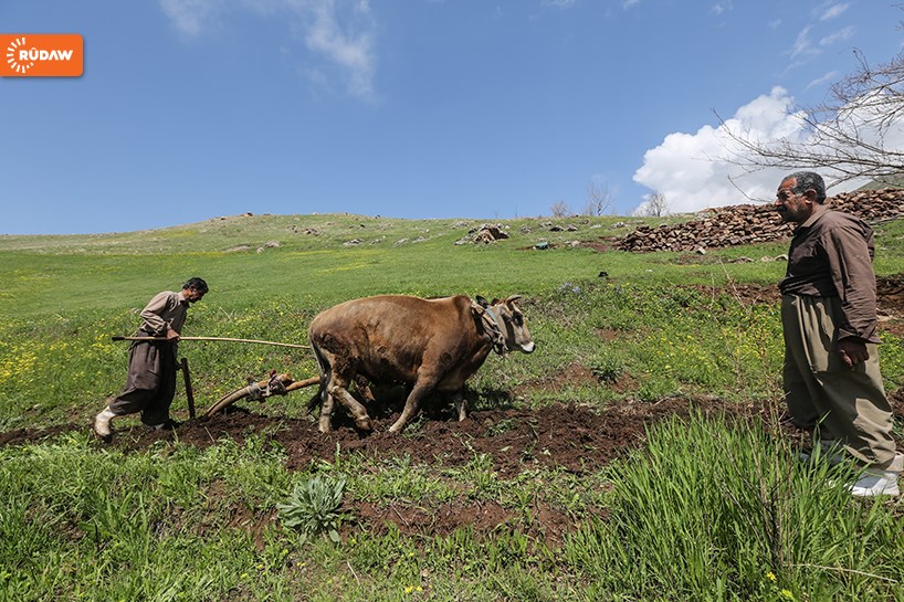 WÊNE – Hewraman û çandiniya bi cot