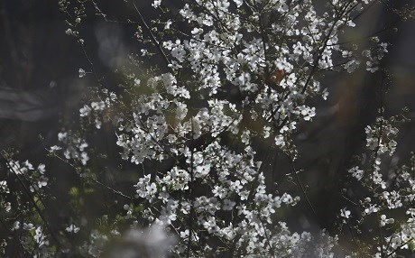FOTO - Harika doğasıyla Rewanduz