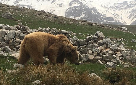 بەوێنە و ڤیدیۆ؛ شەش ورچ لە ناشناڵ پاركی هەڵگۆرد - سەكران ئازادكران