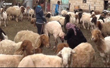 Li Rojavayê Kurdistanê dema çêkirina penîr e