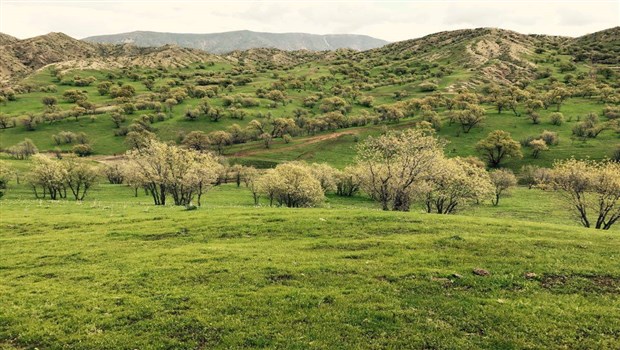 سرووشتی جوانى گوندی گمەـی ناحیەى بەمۆ لەوەرزى بەهاردا