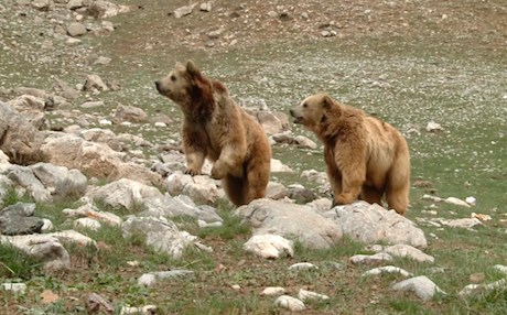 Rescued bear makes itself at home in Kurdish  town