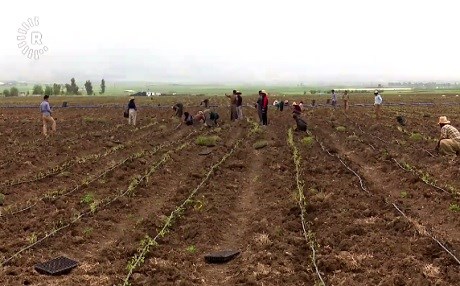 ŞAREZÛR – Kargehek ji bo berhemên xwe bacanan diçîne