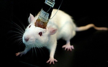 İlk fare kafası nakli