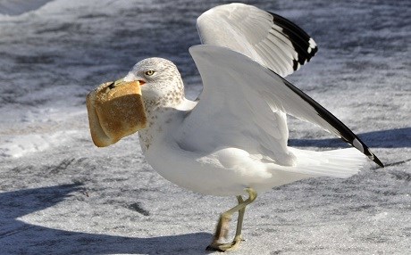 Martı besleyene ceza!