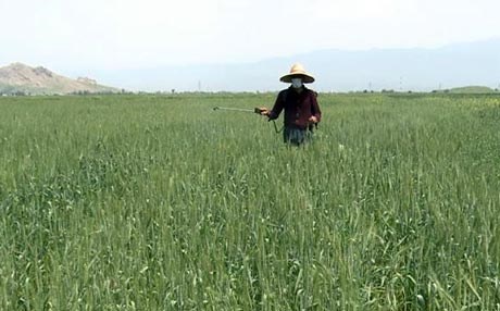 SILÊMANÎ - Kêzik û kuliyan berhemên çandiniyê tarûmar kirin
