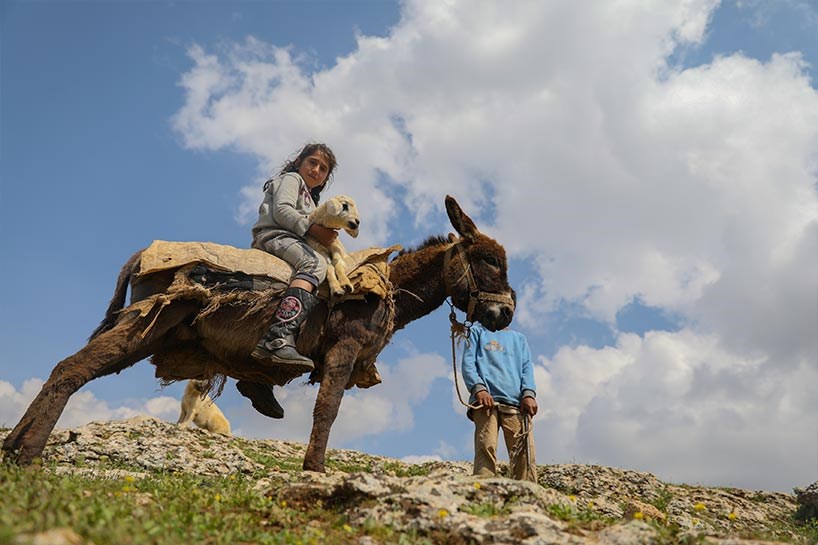 Fotoğraflarla göçerlerin yayla yolculuğu