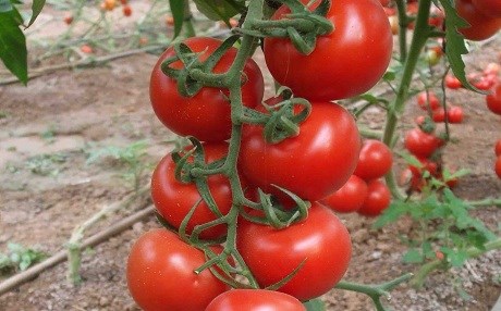 Bacanên sor erzan dibe