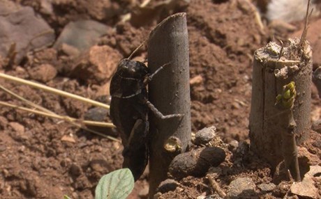 Halepçe’de çekirge istilası!