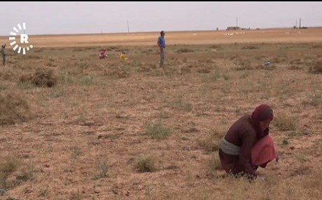 Li Rojava bahoz û nexweşî bû sedemên kêmbûna berhemên çandiniyê