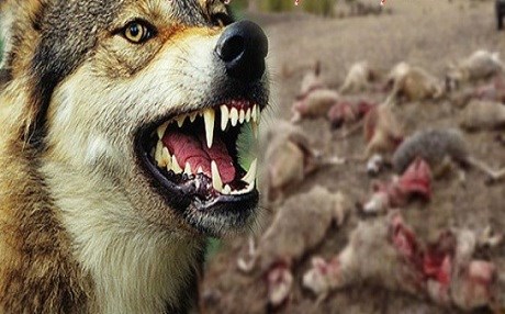 Guran êrişî keriyê pez kir: 63 mih mirar bûn