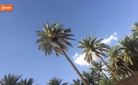 Hanekin’de hurma ağaçları