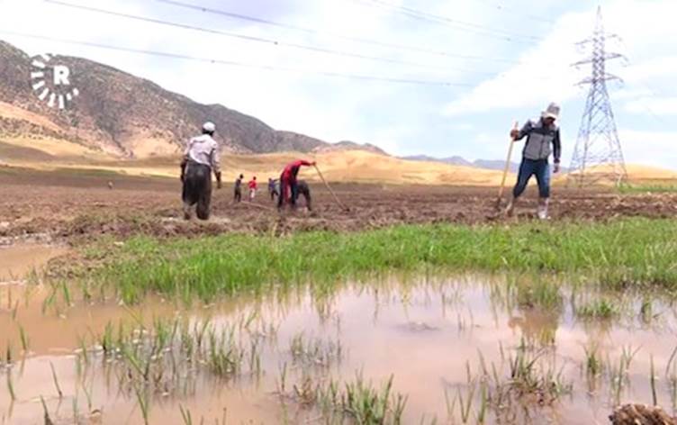 More land turned into rice paddies in Akre region | Rudaw.net