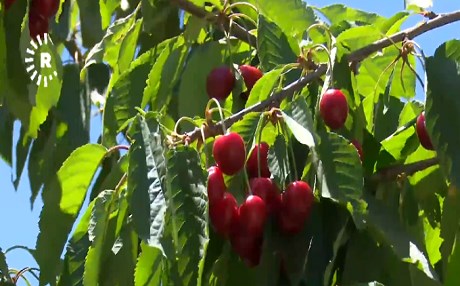 Duhok'da kiraz hasadı başladı