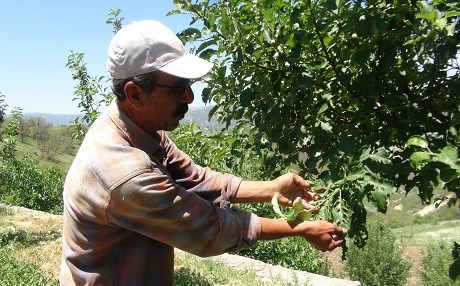 Dersim’de tırtıl istilası