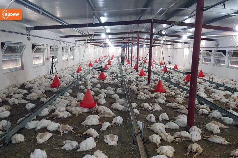 Li Barzan ji ber razana karmendekî 9 hezar mirîşk mirar bûn