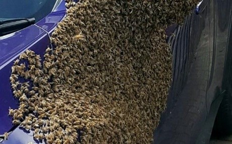 20 bin arı otomobile üşüştü