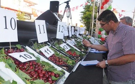 Mardin’de kiraz festivali