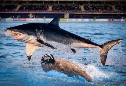 مەلەوانێکی ئەمریکی لەگەڵ قرش پێشبڕکێ دەکات