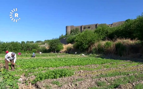 AMED - Dermanên cotkaran ziyanê digihîne balindeyên Baxçeyên Hevselê