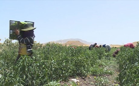 Cotkarê zaxoyî 20 hezar ton sebze dişîne bazaran
