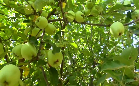 Duhoklu elma üreticilerinden yardım çağrısı