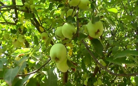 Li Berwarî Bala berhemanîna sêvan kêm bûye