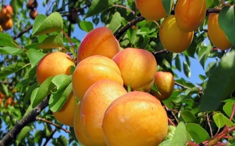 Ewropayê deriyên bazarên xwe li ber qeysiyên Meletiyê vekir