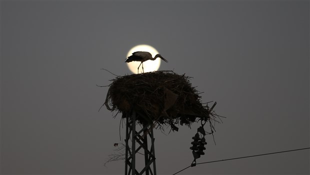 Leylekler için güvenli yuva: Elektrik direkleri