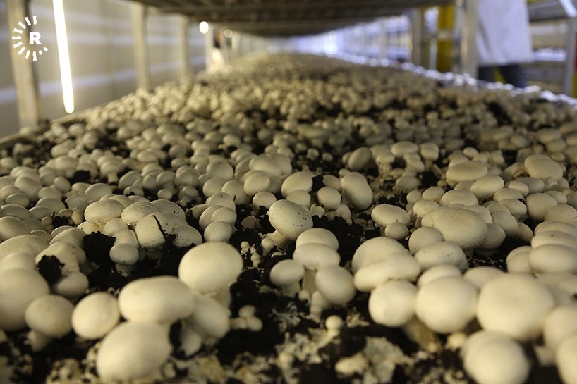 FOTO - Doğu'nun en büyük mantar üretim tesisi