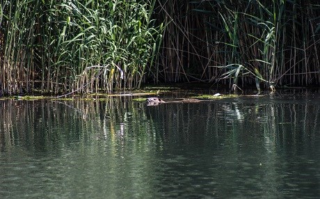 Meymûnên avê li qontara Çiyayê Agiriyê bicih bûn