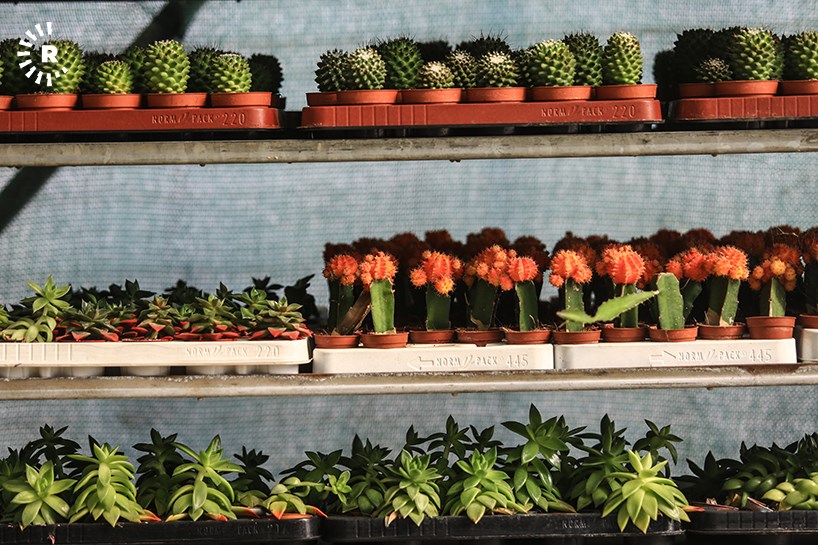 WÊNE - Jiyana bi gulan re