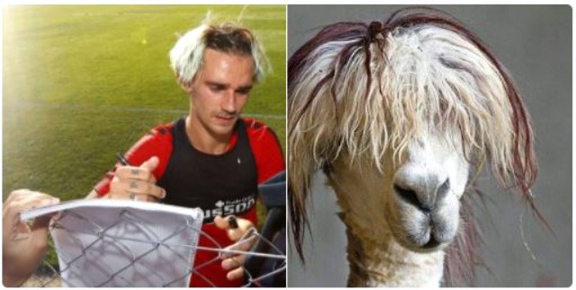 "گریزمان لە بزن دەچێت"