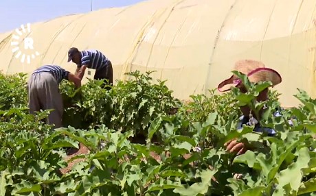 Mahkumlar bahçe ekiyor: Geliri 20 bin dolar