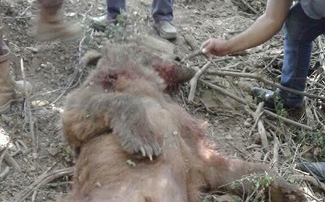 AMÊDÎ - Li Çiyayê Gare hirçek kuştî hate dîtin