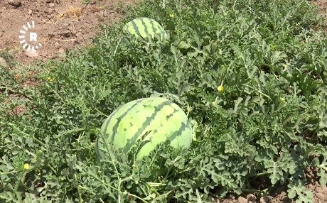 Çiftçilerde karpuz festivali heyecanı