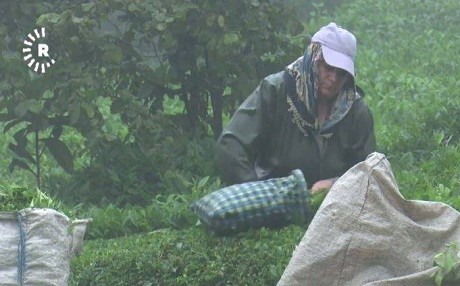 Li Tirkiyê kota bûye derdê cotkarên çayê