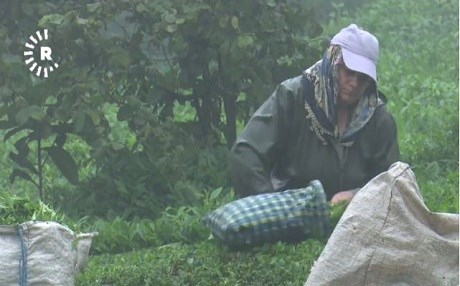 Çay üreticisinin derdi kota