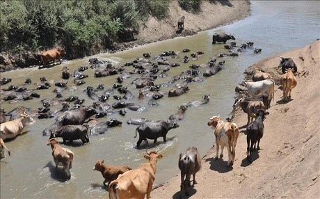 Li Mûşê ji ber germahiyê dewaran dixin ava çeman
