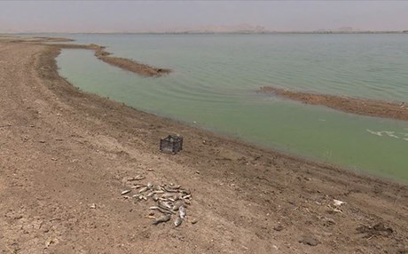 هەزاران ماسی لە دەریاچەی سیروان مردار دەبن