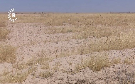 DIYALE – Ji ber şerê DAIŞê berhemên çandiniyê %50 kêm bûne